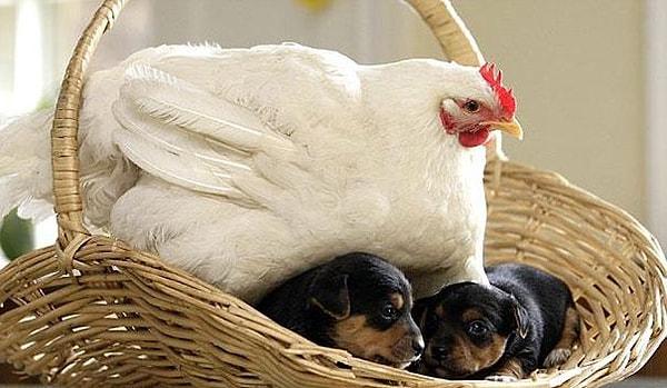3. Tavuk Mabel ve yavru köpeklerin arkadaşlık hikayesi ise, ayağı kırılan Mabel'in iyileştikten sonra yeni sahibinin evine taşınmasıyla başladı.