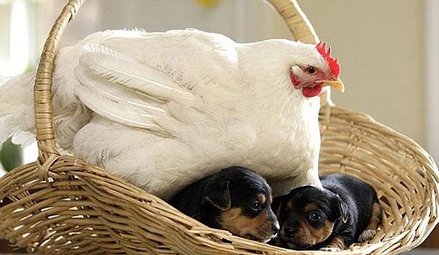 3. Tavuk Mabel ve yavru köpeklerin arkadaşlık hikayesi ise, ayağı kırılan Mabel'in iyileştikten sonra yeni sahibinin evine taşınmasıyla başladı.