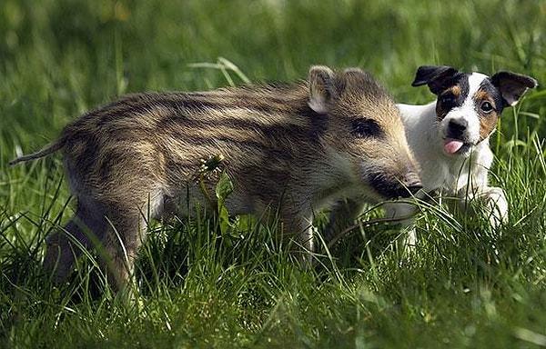 6. Yaban domuzu yavrusu Mani ve köpek Candy'nin hikayesi, Mani'nin Almanya'da açlıktan ölmek üzereyken bulunmasıyla başladı.