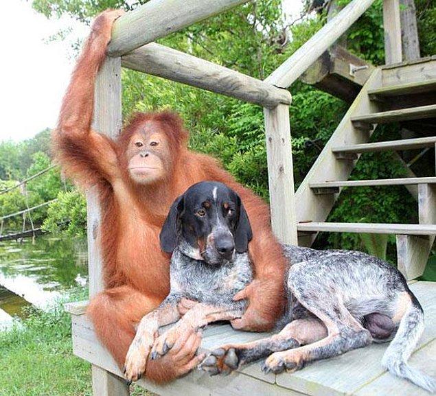 11. Orangutan Suryia ve köpek Roscoe'nin arkadaşlıkları da oldukça güzel.