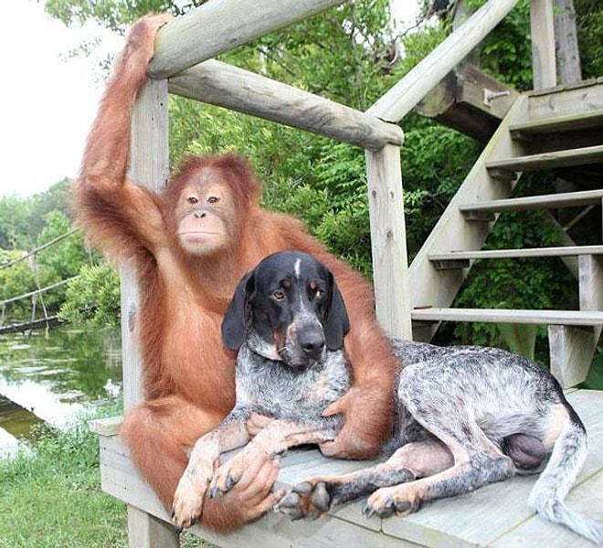 İçinizi Isıtacak 15 Hayvan Dostluğu Hikayesi