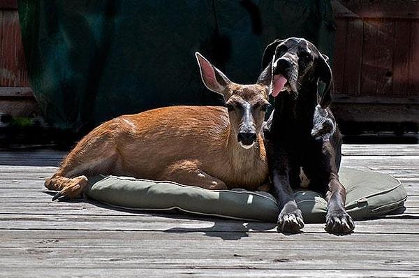 12. Köpek Kate ve geyik Pippin birlikte büyüdüler. Pippin büyüdükten sonra ormandaki geyik sürüsüne katıldı.