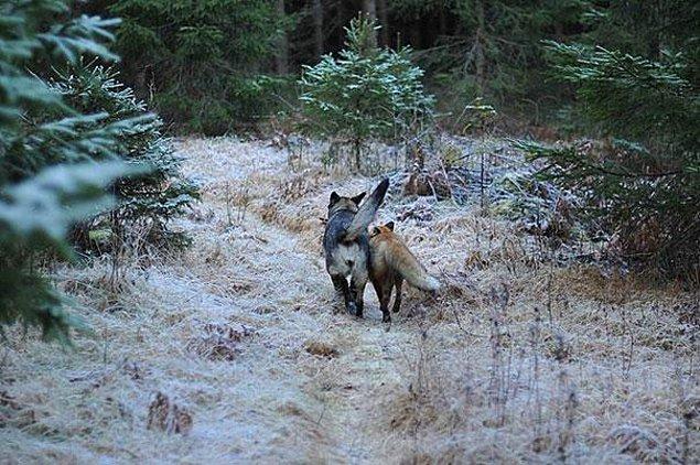 14. Köpek Tinni ve vahşi tilki Sniffer'in dostlukları Norveç'te ormanda tanışmalarıyla başladı.