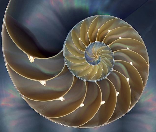11. Nautilus kabuğu