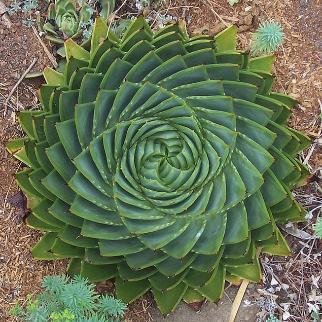 12. Aloe bitkisi