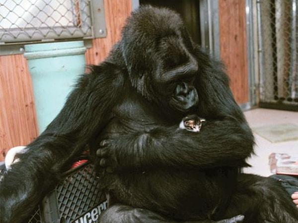 1. Goril “Koko” kedileri çok seviyor. Kafesinde kedilerle ilgili kitapları ve bir kedi arkadaşı var.