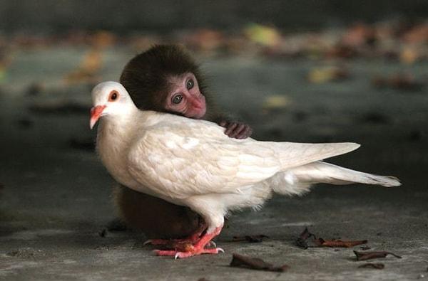 2. Çin’deki yavru maymun ve güvercin birlikte oynuyor, yemek yiyor ve birlikte uyuyorlar.