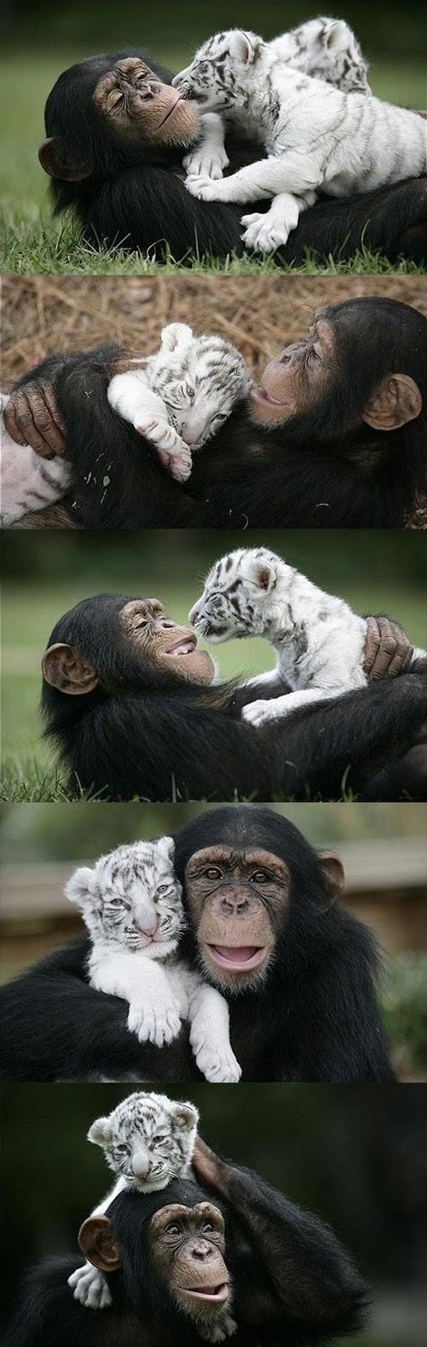 12. Şempanze yavru kaplana koruyuculuk yapıyor.