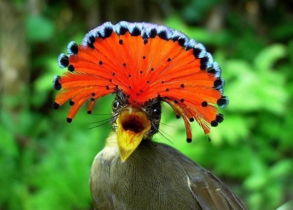 20. Amazon sinekkapan kuşu