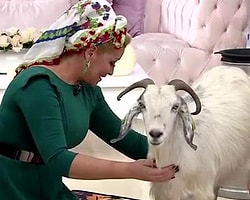 Canlı Yayında Süt Sağdı
