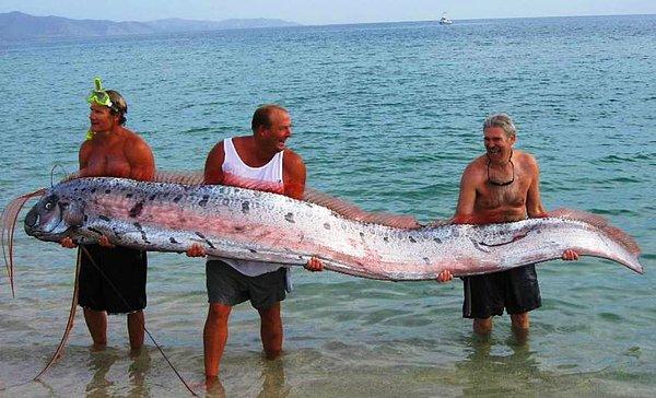 37. Dünyanın en uzun balığı