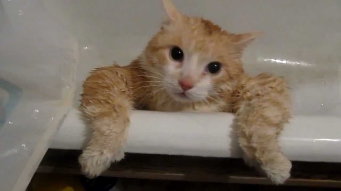 Şişko Kedi Küvette İşte Böyle Sıkışıp Kalıyor!