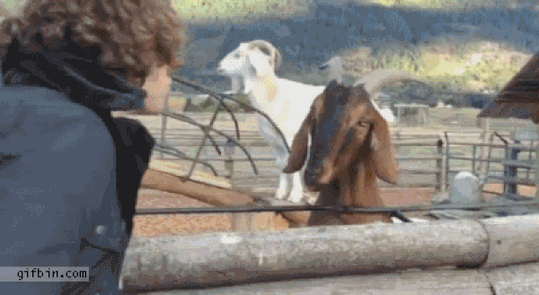 Keçilerin Dünyanın En Umursamaz Hayvanları Olduğunun 19 İspatı