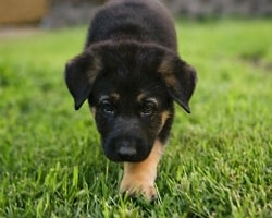 Yavru Köpekler için Tuvalet Eğitimi