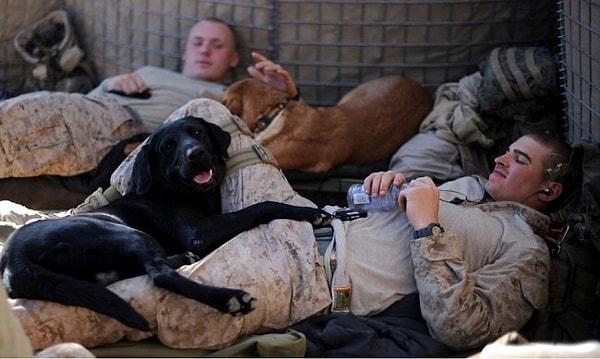 10. Köpekler eski askerlere travma sonrası stres bozukluğunu atlatmalarına yardımcı olur