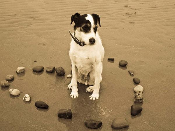 14. Köpekler kalp ile ilgili riskleri azaltmaktadır