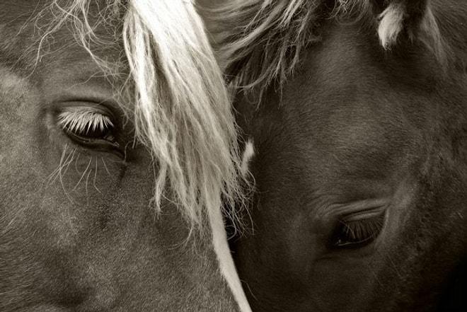 Atların En Asil Hayvanlar Olduğunun İspatı En Güzel 19 At Fotoğrafı