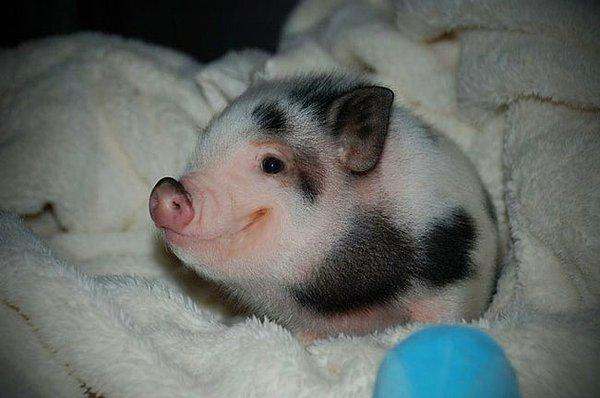 7. Bu domuzcuk battaniye ile sarılmış olduğu için mutlu