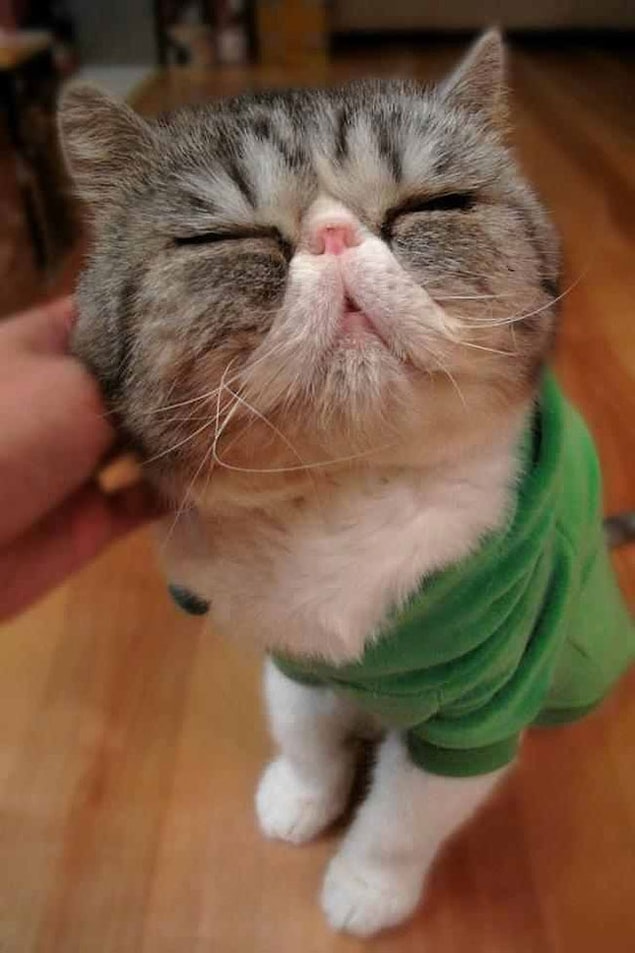 28. Bu kedi yavrusu da aynı sebepten mutlu