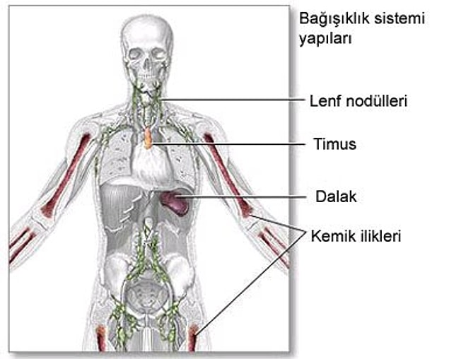 BAĞIŞIKLIK SİSTEMİ