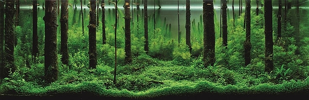 Forest Scent