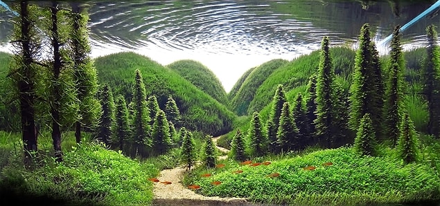 Whisper of the pines