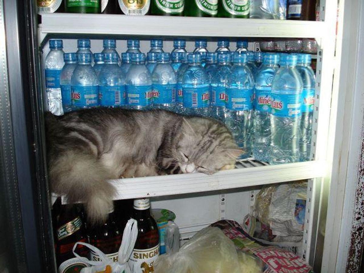 картинки кота в холодильнике