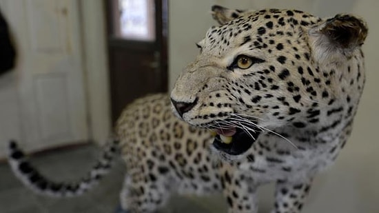 Diyarbakır'da Öldürülen Leopar Ölümsüzleşti
