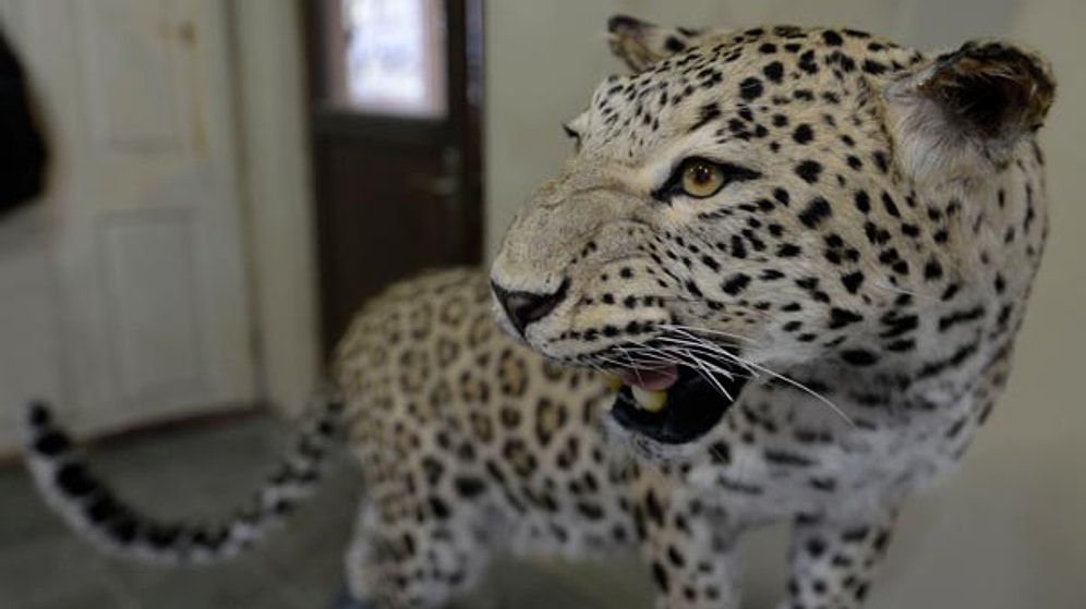 Diyarbakır'da Öldürülen Leopar Ölümsüzleşti