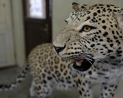 Diyarbakır'da Öldürülen Leopar Ölümsüzleşti