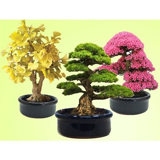 3-) Bonsai Ekim Kiti