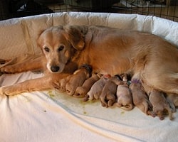 Yavru Köpeğimizi Nasıl Beslemeliyiz?