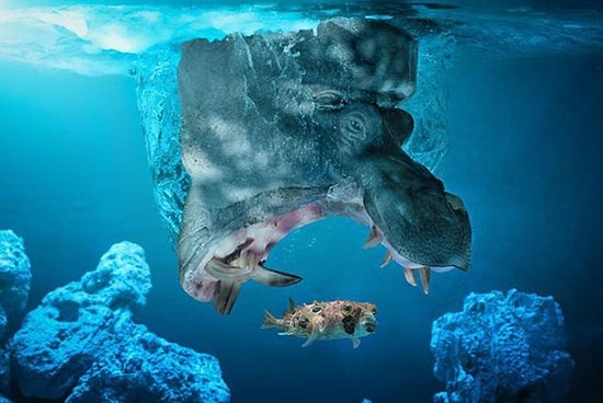 Büyüleyici 35 Vahşi Yaşam Fotoğrafı