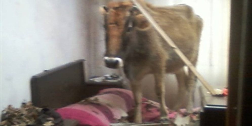 Damdan Yatak Odasına İnek Düştü!