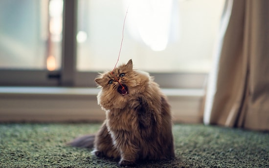 Kedilerde Besin Alerjisi