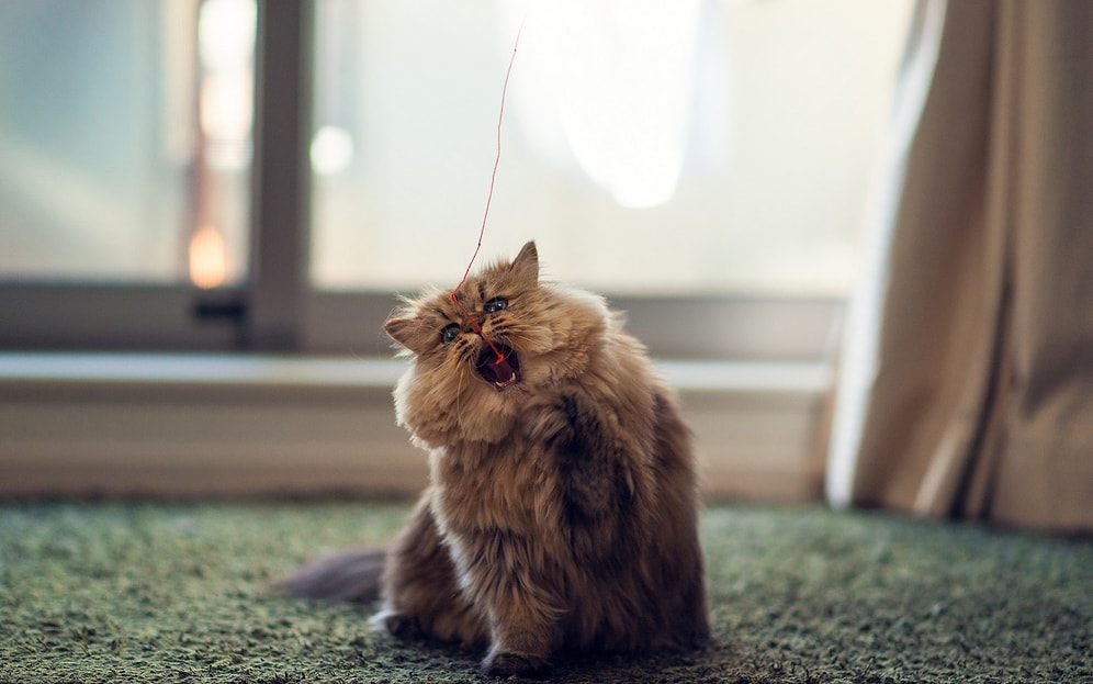 Kedilerde Besin Alerjisi