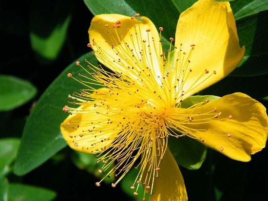 Sarı Kantaronun Faydaları