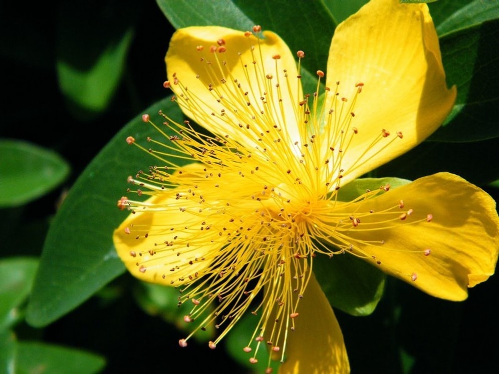 Sarı Kantaronun Faydaları