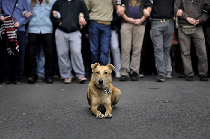 Köpeklerin Gerçek Bir Hayat Arkadaşı Olduğunun 25 Kanıtı