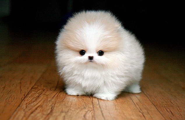 3. Pomeranian