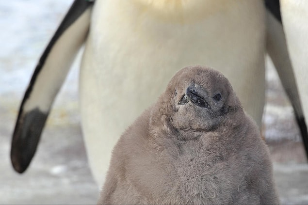 8. Kral Penguen