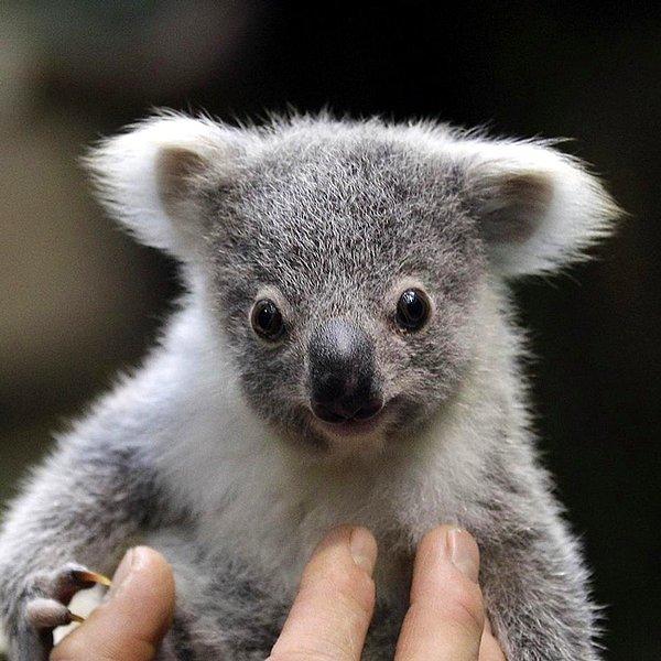 21. Koala