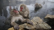 9 Fotoğraf ile Japon Kar Maymunlarının Kaplıca keyfi