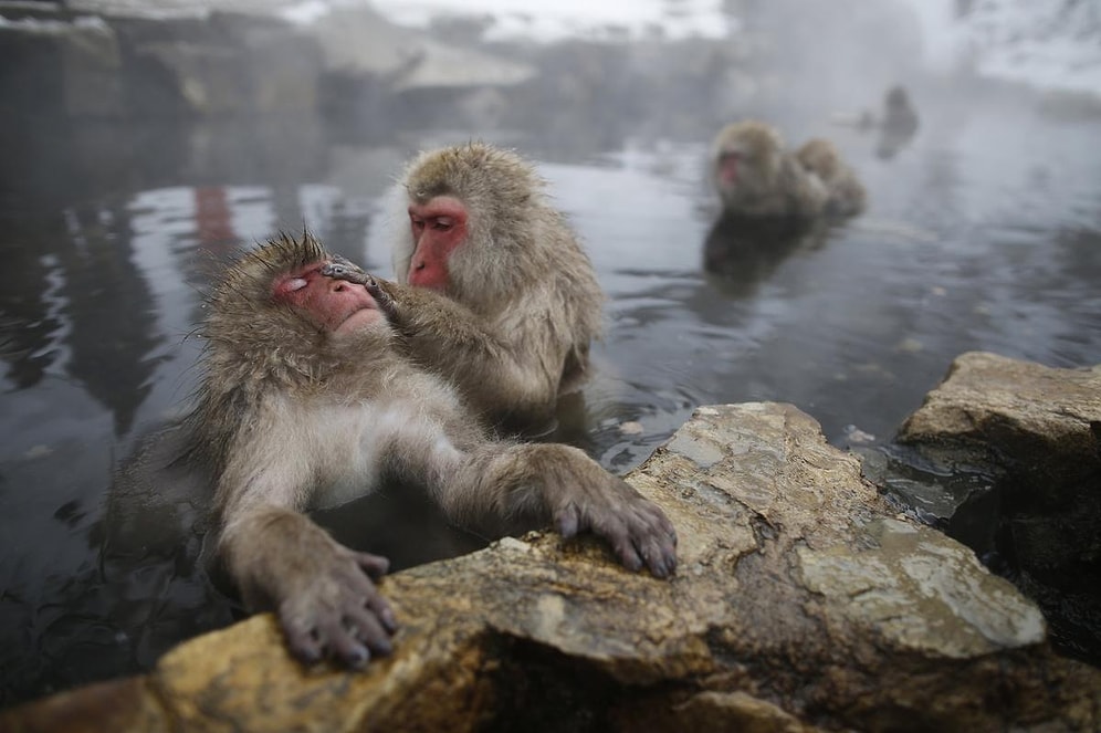 9 Fotoğraf ile Japon Kar Maymunlarının Kaplıca keyfi
