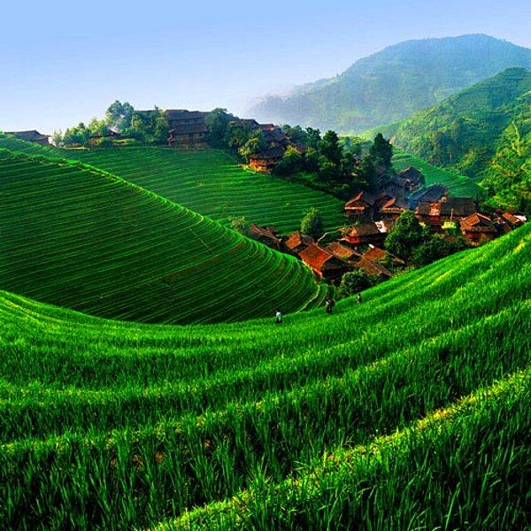 Longji Pirinç Terasları, Çin