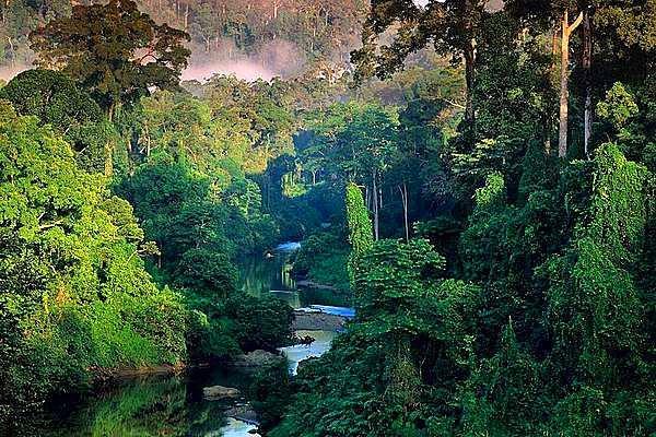 Amazon Yağmur Ormanları, Brezilya & Güney Amerika
