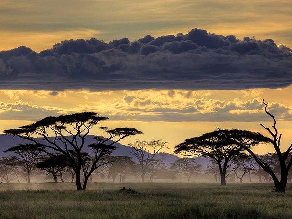 Serengeti, Tanzanya, Afrika