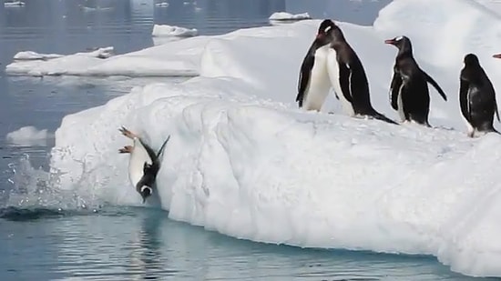 Dünyanın En Matrak Hayvanları Penguenler