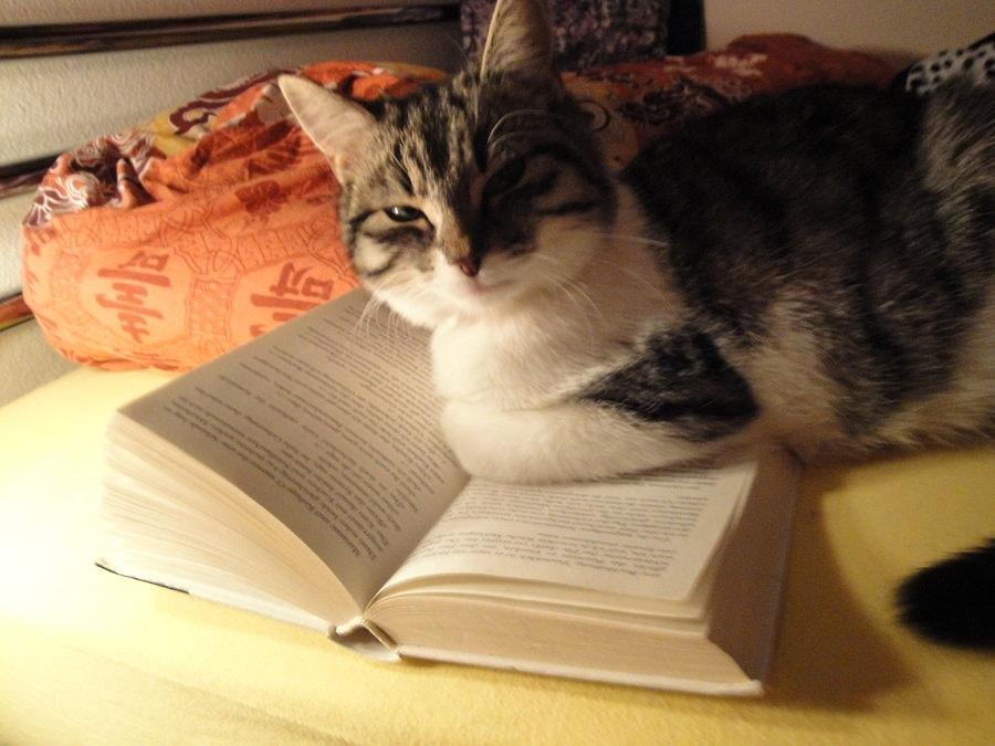 Pet reading 5. Cat book. Cat studying. Тетрадь Happy Cats first reading. Pet reading.