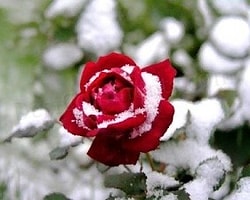 Bitkilerimizi Soğuklardan Nasıl Korumalıyız?